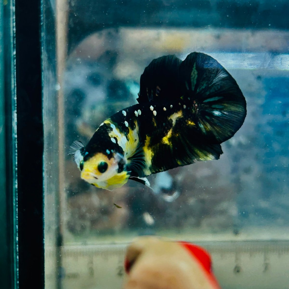 Plakat Bumble Bee Yellow Male Betta A202 Live Betta Fish Male betta