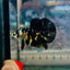 Plakat Bumble Bee Yellow Male Betta A202 Live Betta Fish Male betta