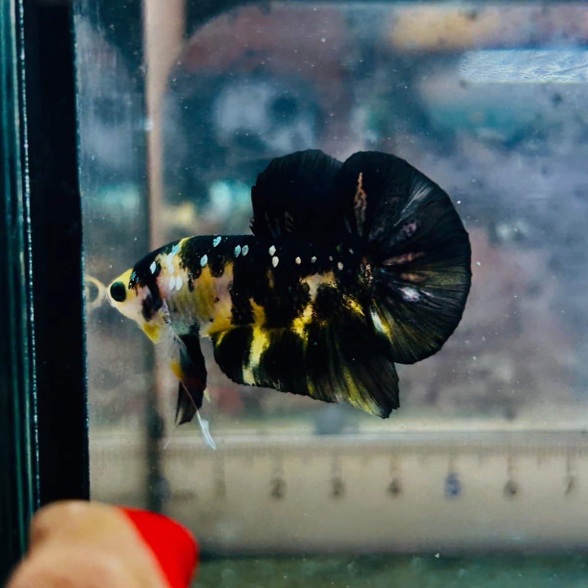 Plakat Bumble Bee Yellow Male Betta A202 Live Betta Fish Male betta