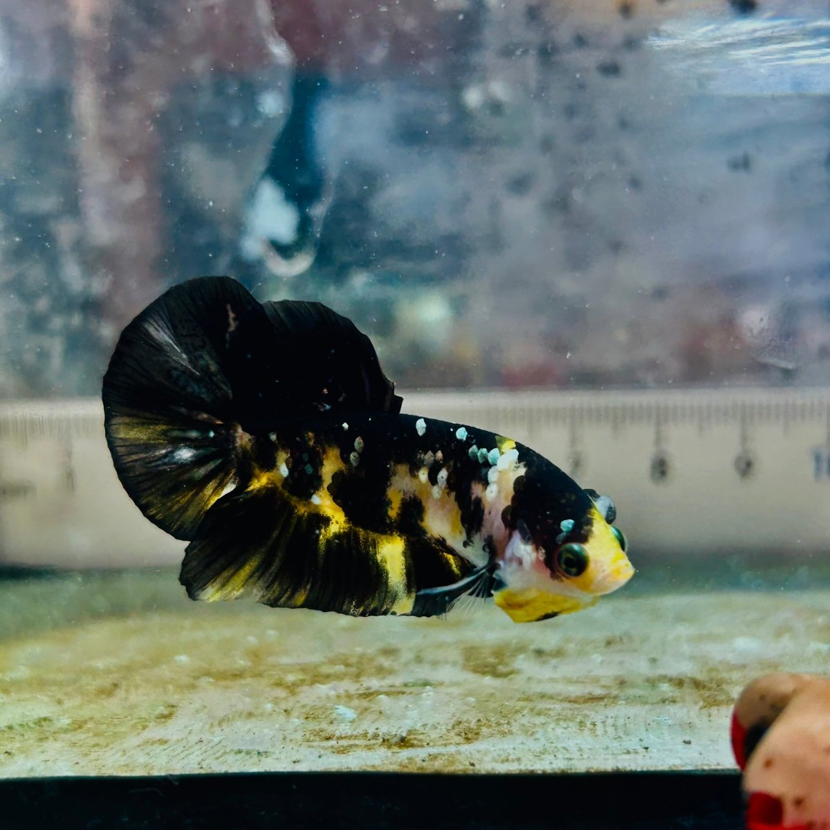 Plakat Bumble Bee Yellow Male Betta A202 Live Betta Fish Male betta