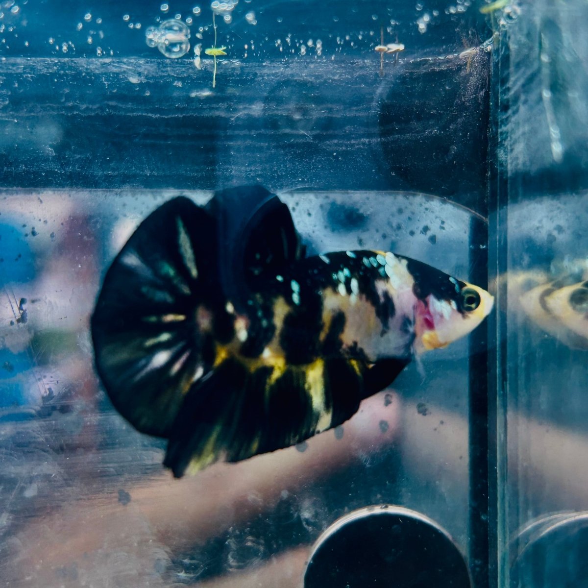 Plakat Bumble Bee Yellow Male Betta A202 Live Betta Fish Male betta