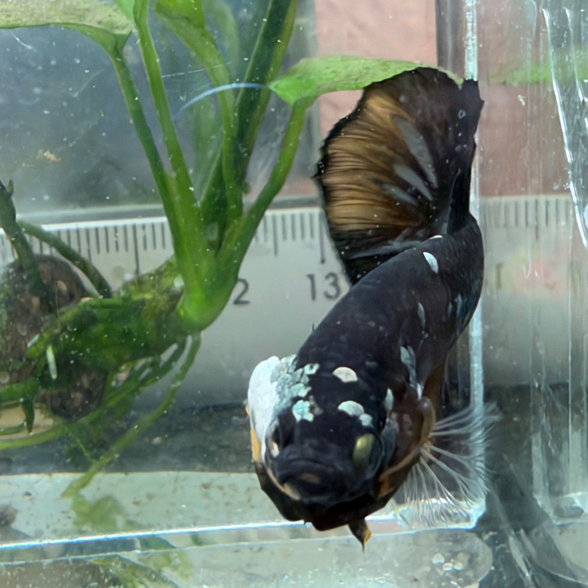 Plakat Bumble Bee Yellow Male Betta #Au25