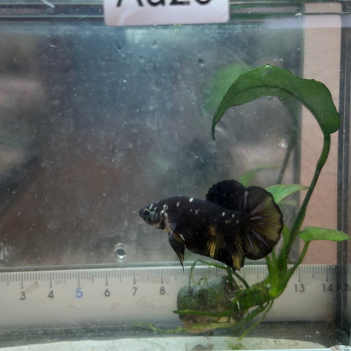 Plakat Bumble Bee Yellow Male Betta #Au25