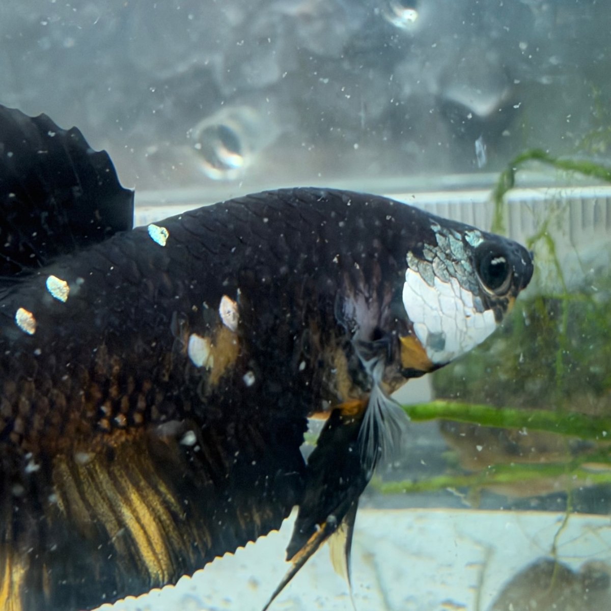 Plakat Bumble Bee Yellow Male Betta #Au25