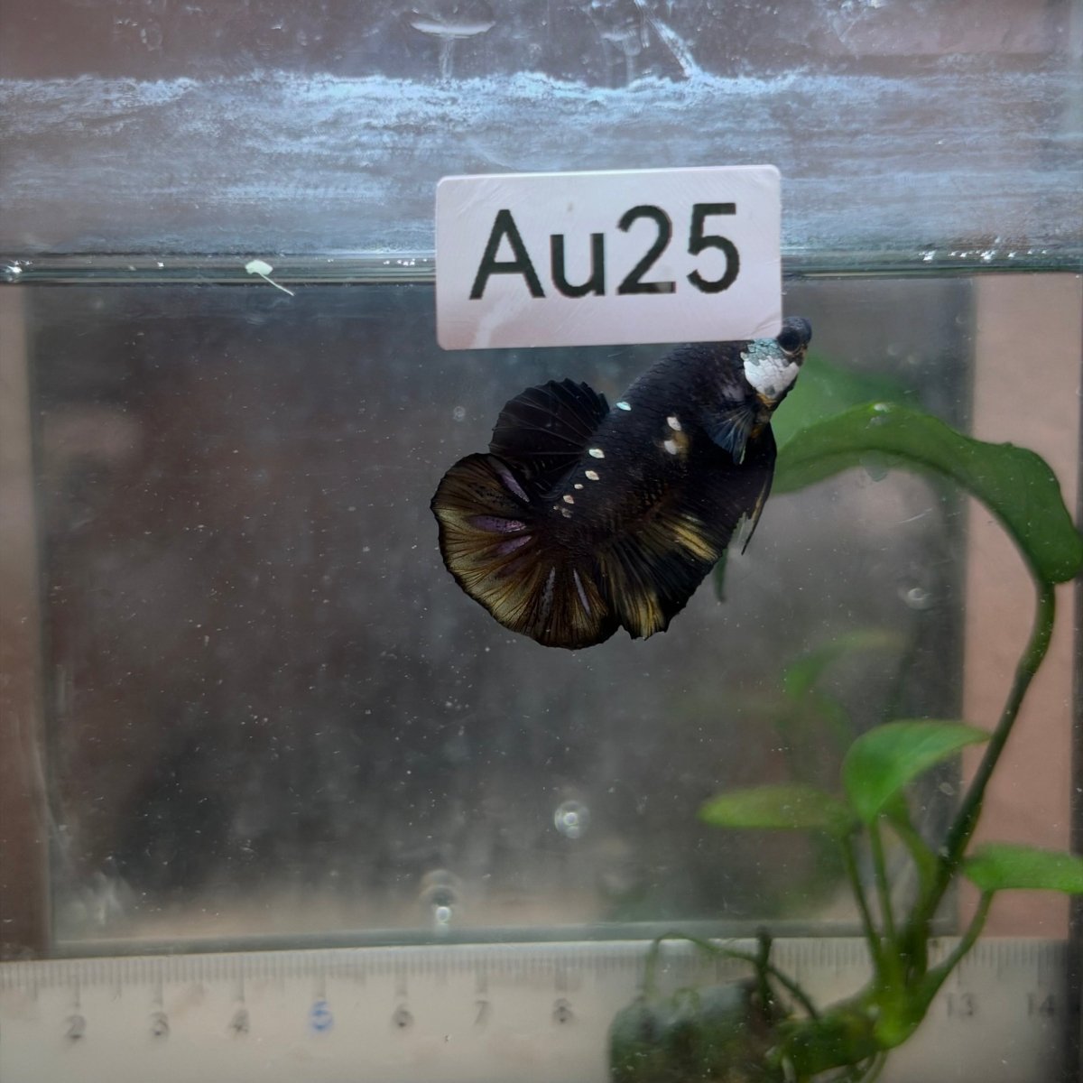 Plakat Bumble Bee Yellow Male Betta #Au25