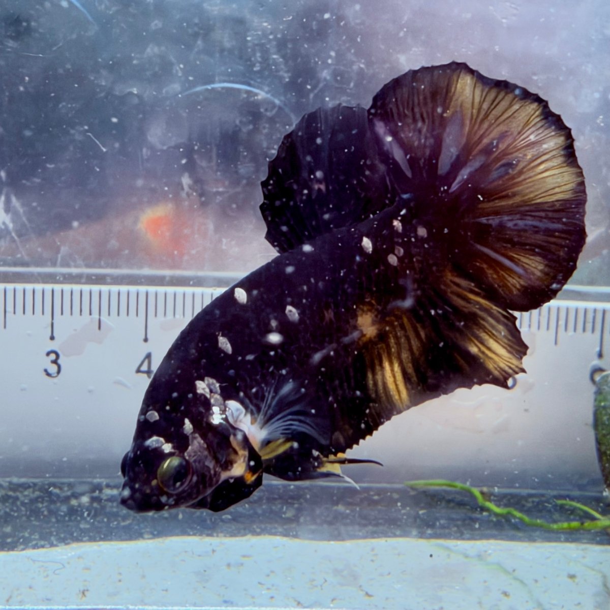 Plakat Bumble Bee Yellow Male Betta #Au25