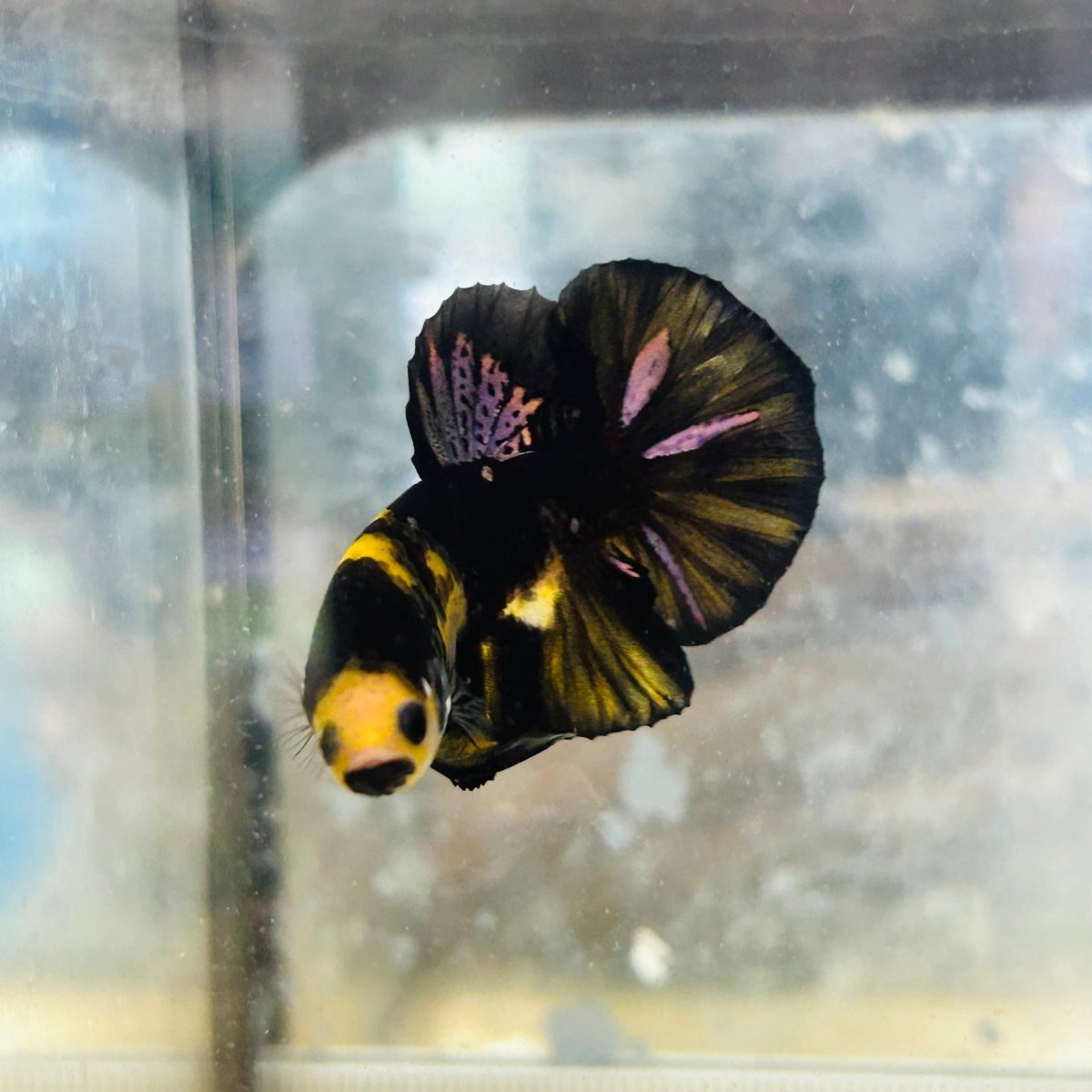 Plakat Bumble Bee Yellow Male Betta #Au83
