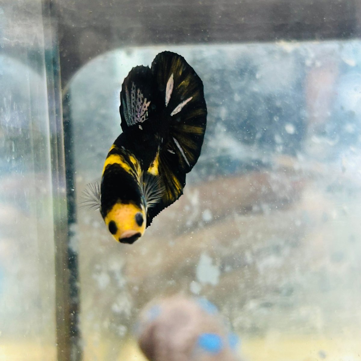 Plakat Bumble Bee Yellow Male Betta #Au83