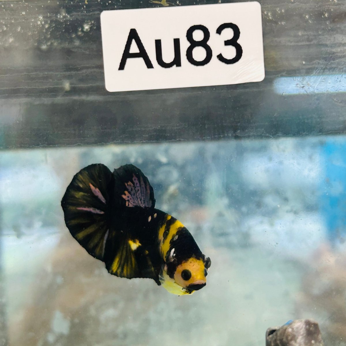Plakat Bumble Bee Yellow Male Betta #Au83