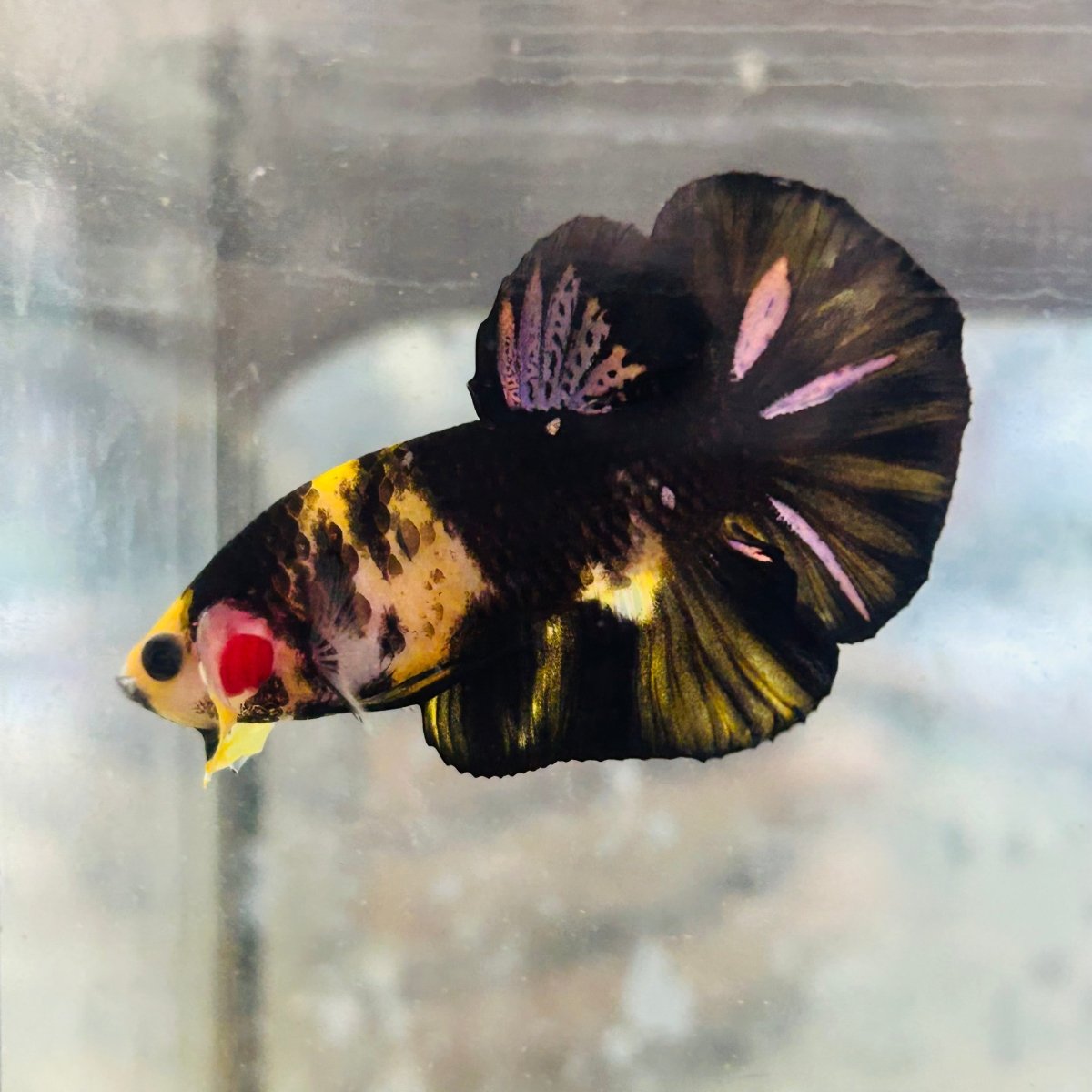 Plakat Bumble Bee Yellow Male Betta #Au83