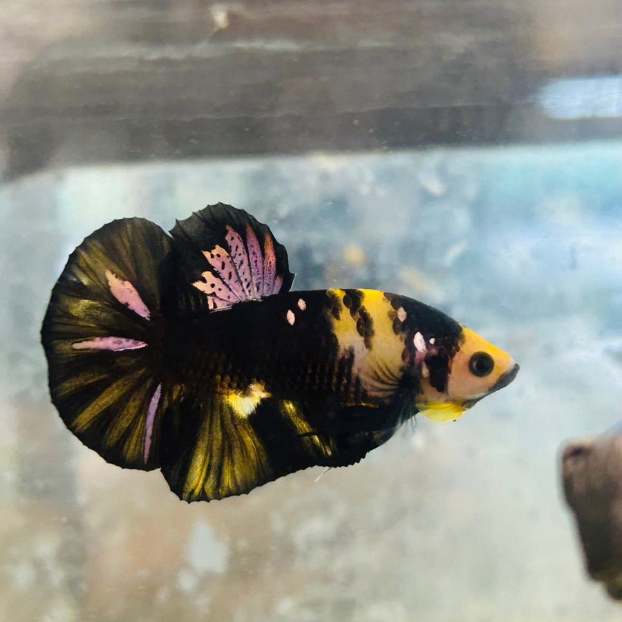 Plakat Bumble Bee Yellow Male Betta Au83 Live Betta Fish Male betta