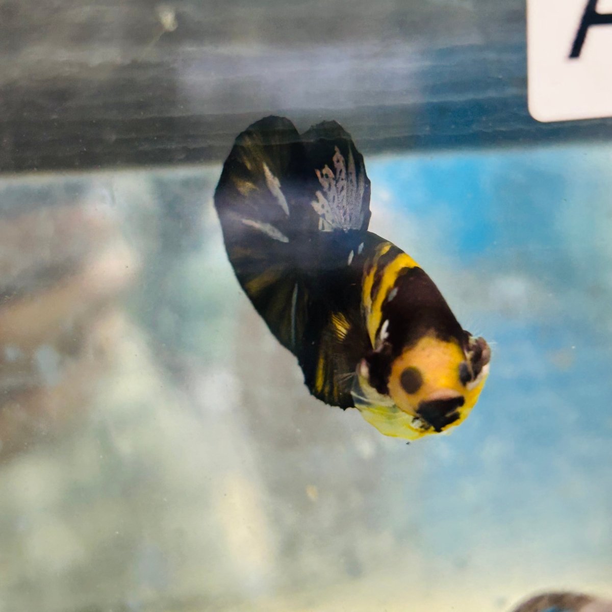 Plakat Bumble Bee Yellow Male Betta #Au83
