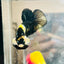 Plakat Bumble Bee Yellow Male Betta D35 Live Betta Fish Male betta