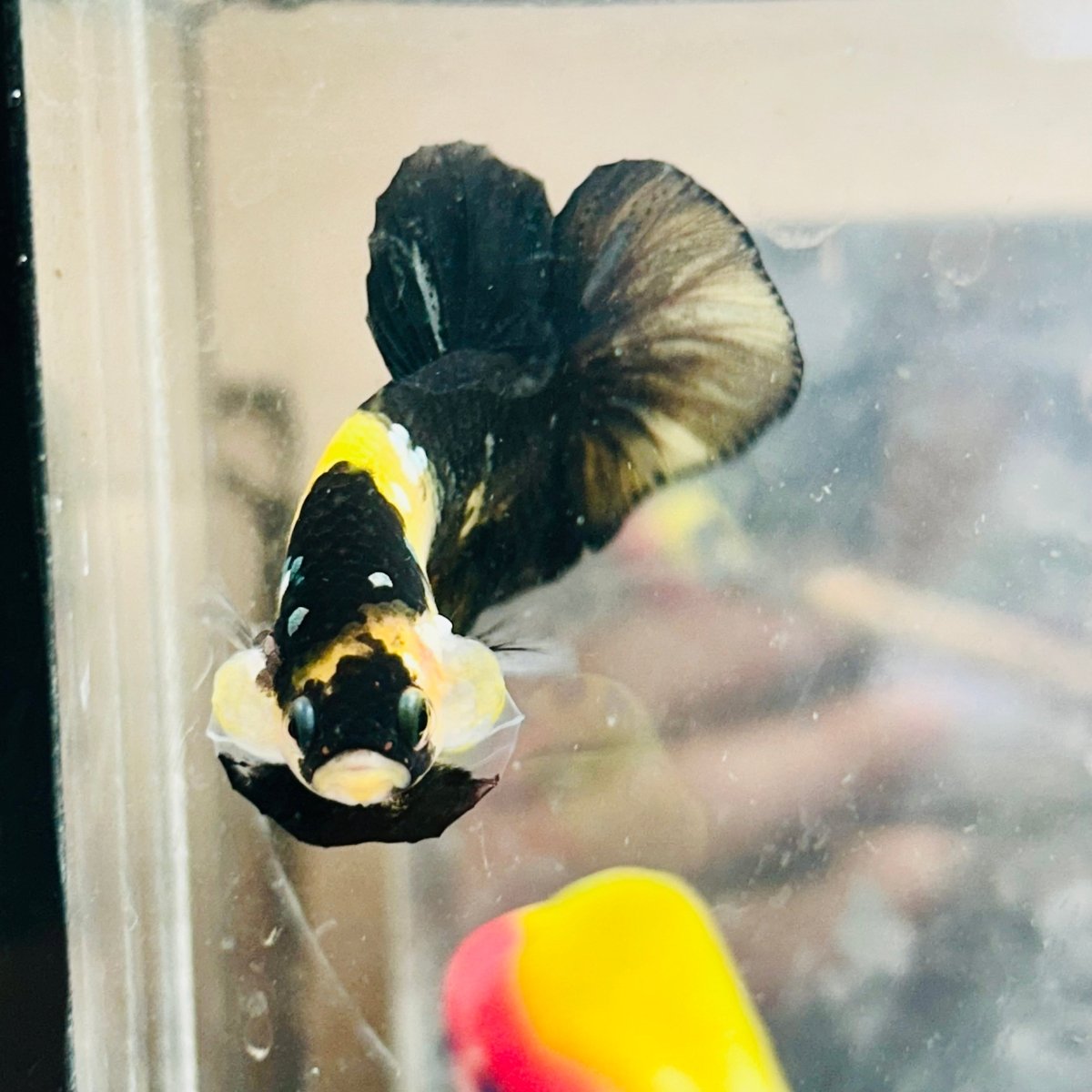 Plakat Bumble Bee Yellow Male Betta D35 Live Betta Fish Male betta