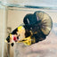 Plakat Bumble Bee Yellow Male Betta D35 Live Betta Fish Male betta