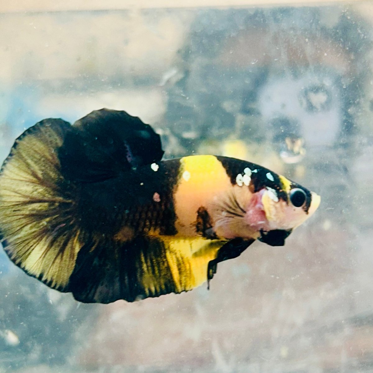 Plakat Bumble Bee Yellow Male Betta D35 Live Betta Fish Male betta