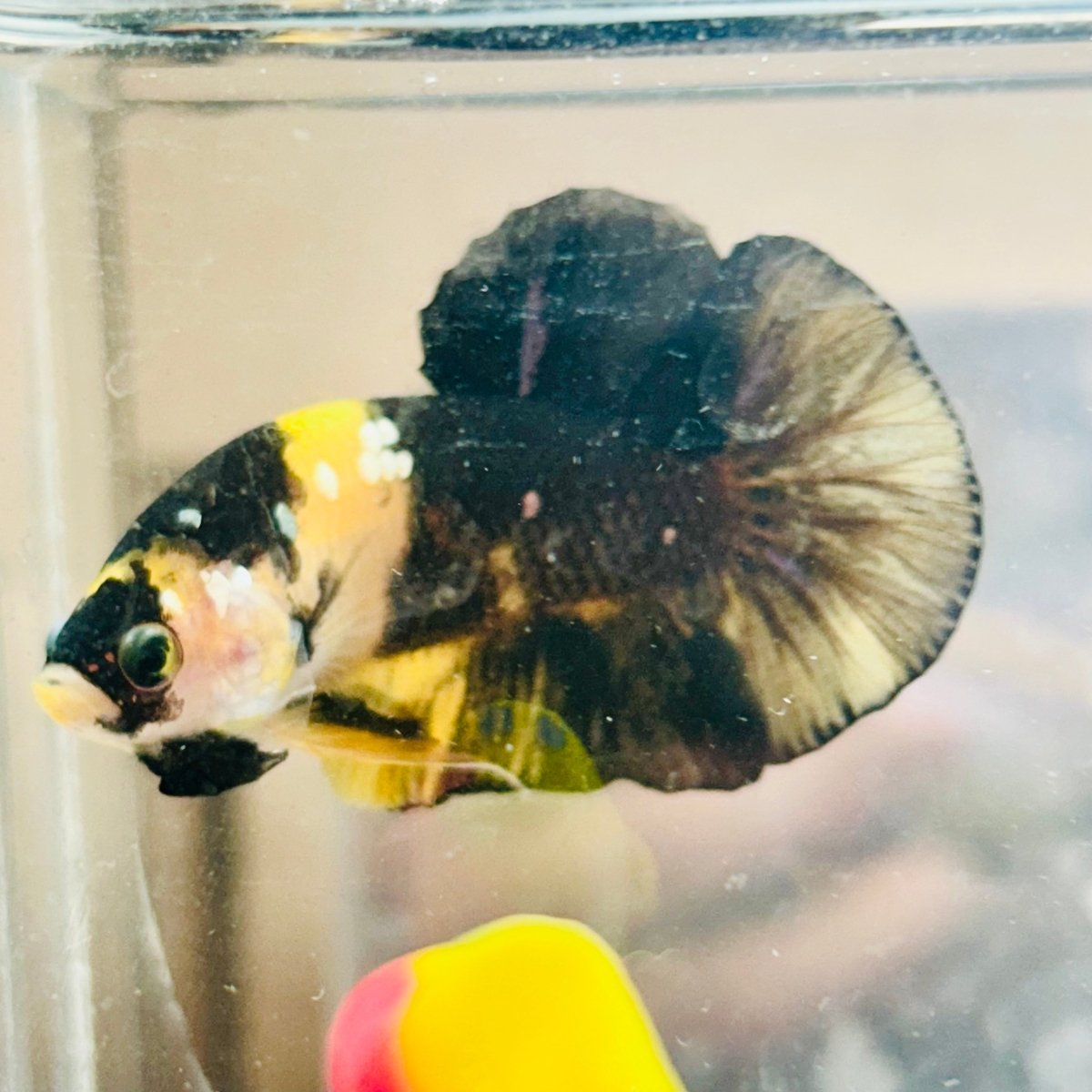 Plakat Bumble Bee Yellow Male Betta D35 Live Betta Fish Male betta