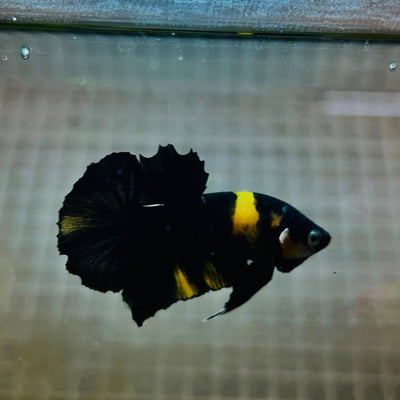 Plakat Bumble Bee Yellow Male Betta M14 Live Betta Fish Male betta
