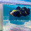 Plakat Bumble Bee Yellow Male Betta Ma12 Live Betta Fish Male betta