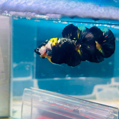 Plakat Bumble Bee Yellow Male Betta Ma12 Live Betta Fish Male betta
