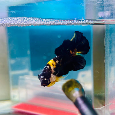Plakat Bumble Bee Yellow Male Betta Ma12 Live Betta Fish Male betta