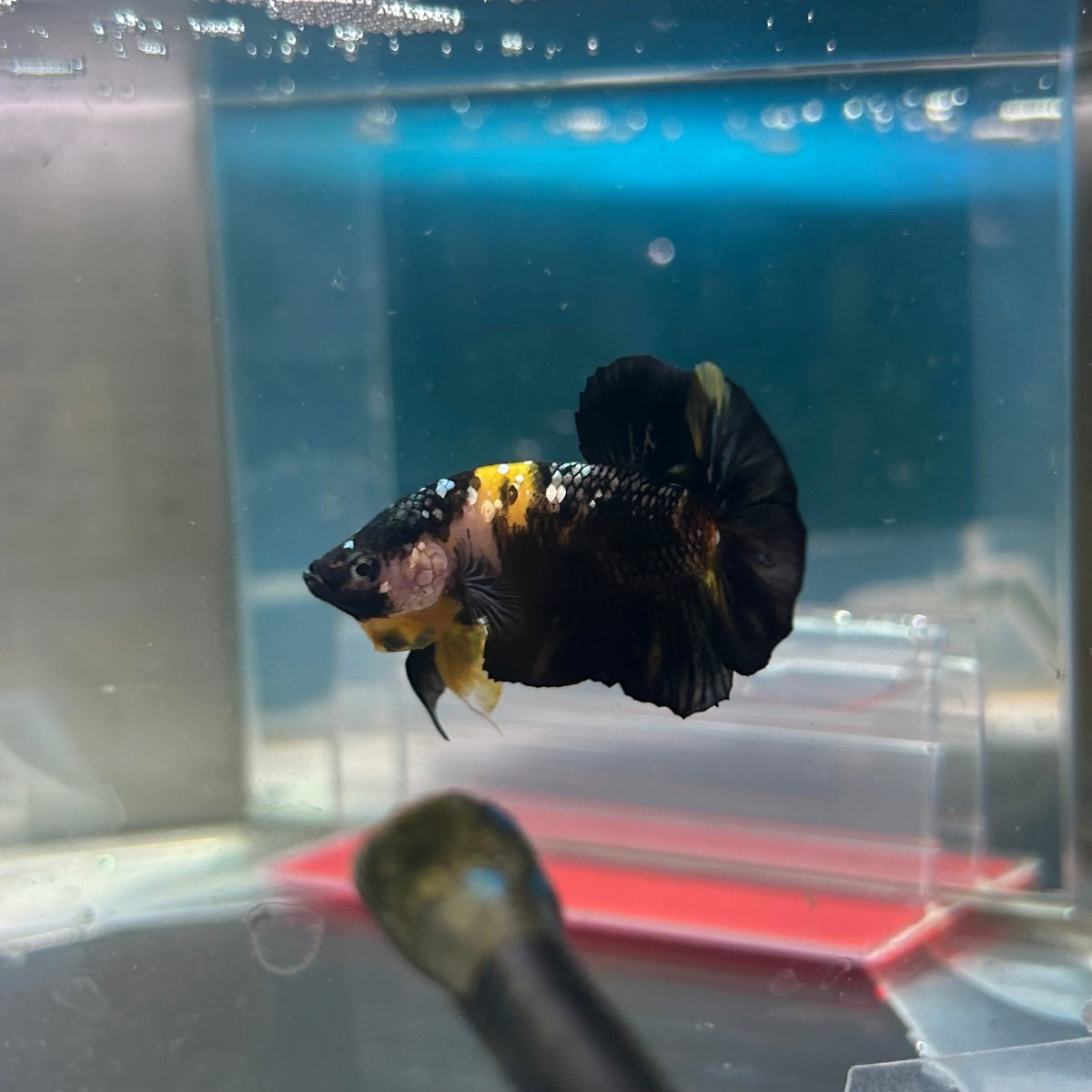 Plakat Bumble Bee Yellow Male Betta Ma12 Live Betta Fish Male betta