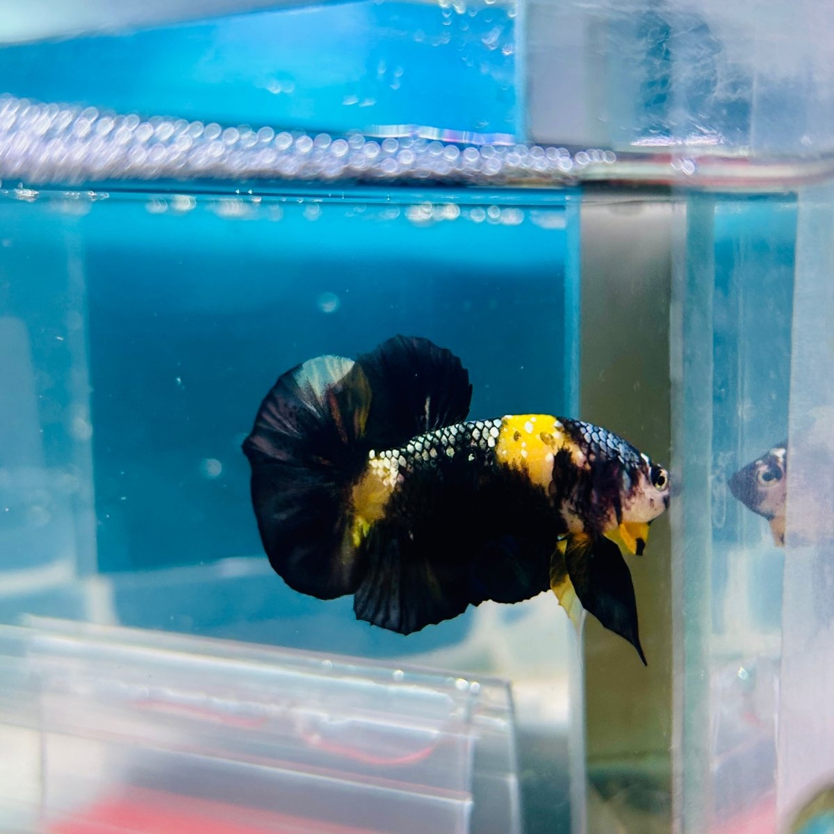 Plakat Bumble Bee Yellow Male Betta Ma12 Live Betta Fish Male betta