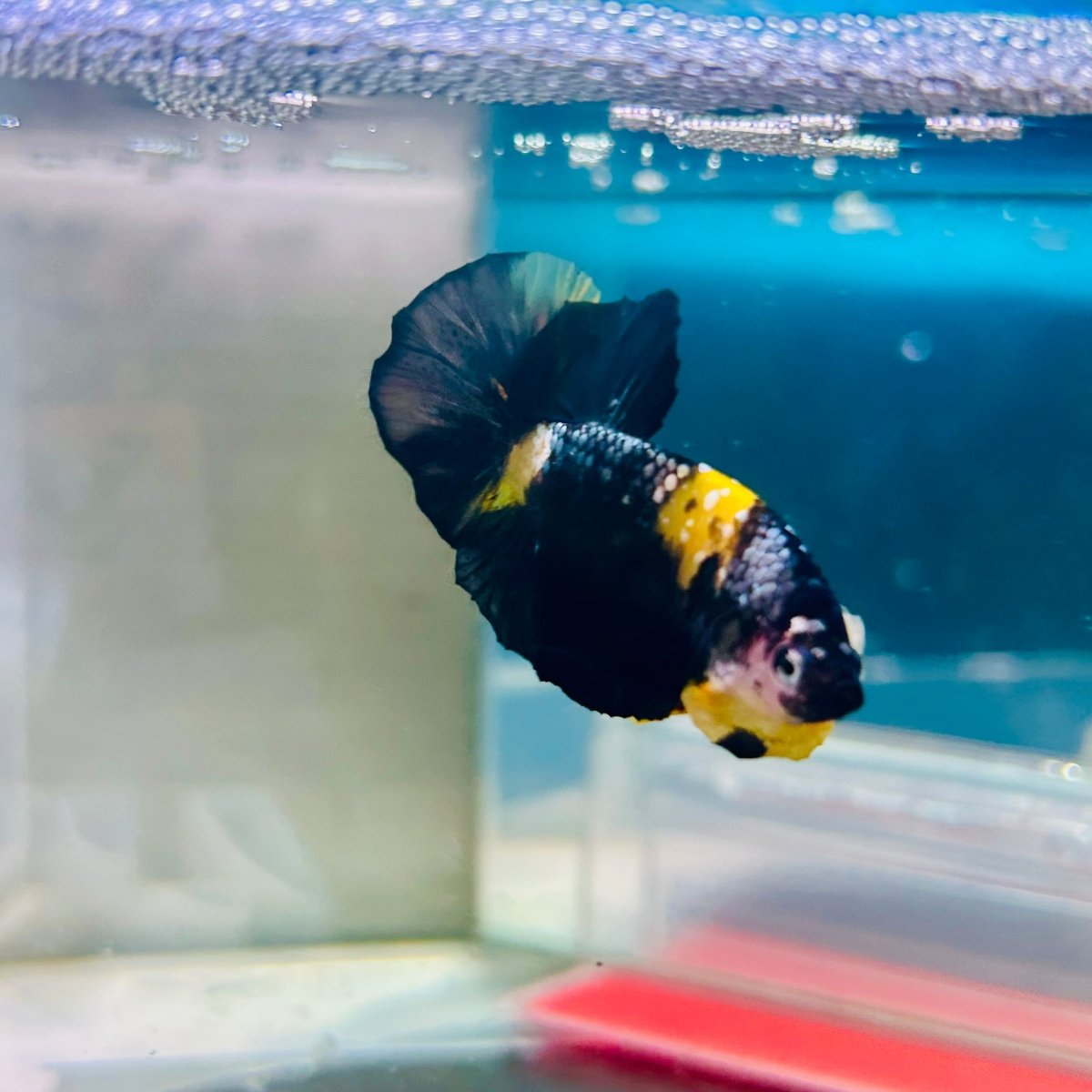 Plakat Bumble Bee Yellow Male Betta Ma12 Live Betta Fish Male betta
