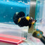 Plakat Bumble Bee Yellow Male Betta Ma12 Live Betta Fish Male betta