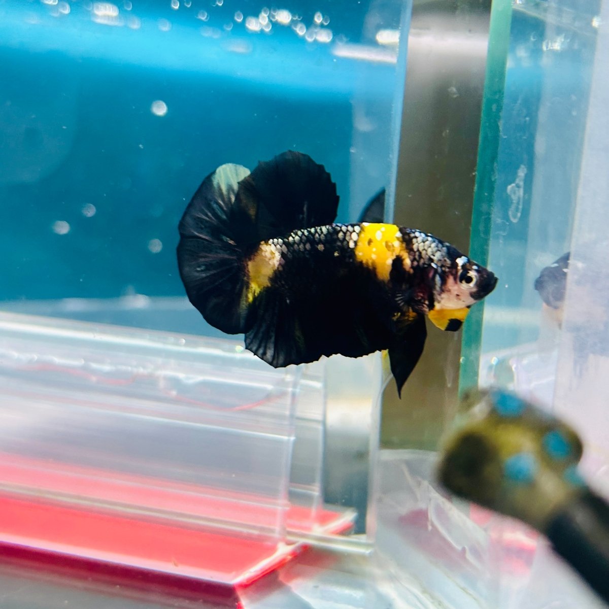 Plakat Bumble Bee Yellow Male Betta Ma12 Live Betta Fish Male betta