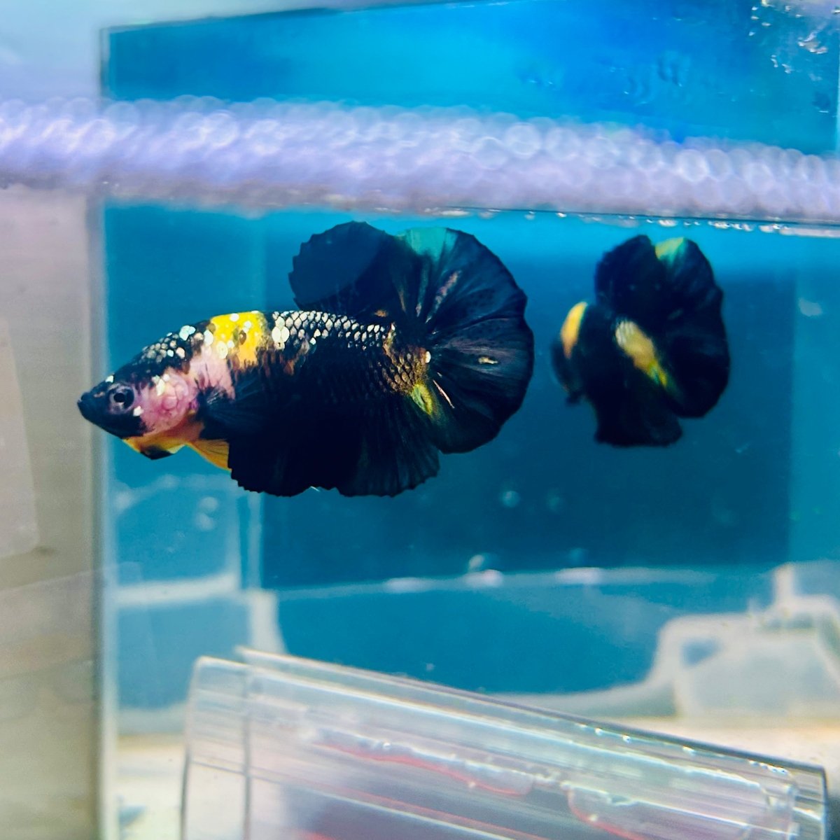 Plakat Bumble Bee Yellow Male Betta Ma12 Live Betta Fish Male betta