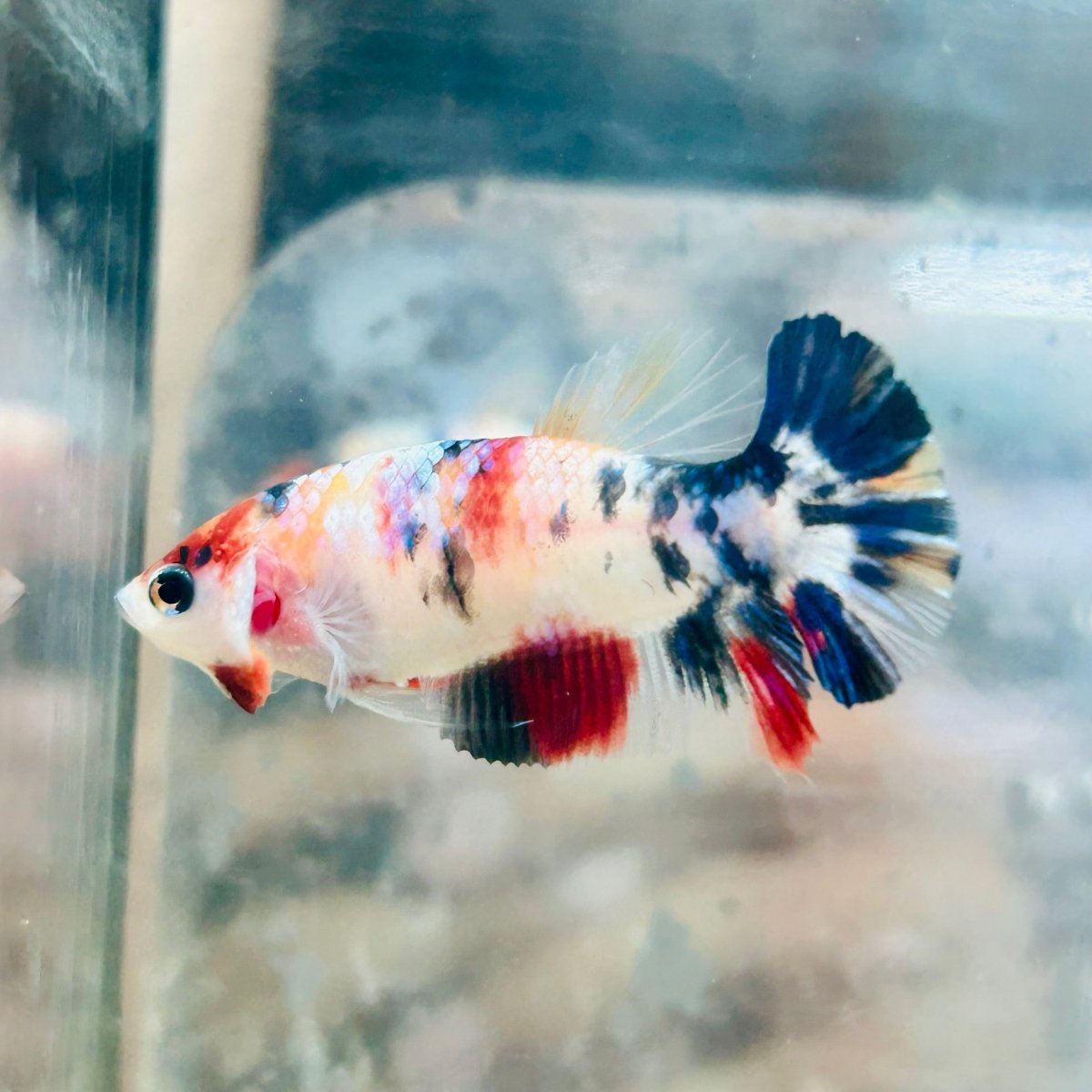 Plakat Candy Koi Female Betta #Au12