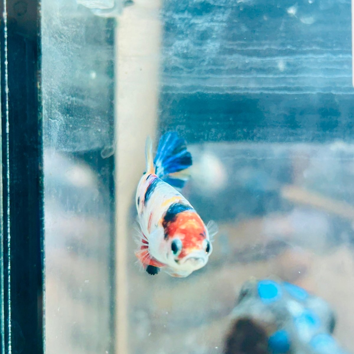 Plakat Candy Koi Female Betta #Au12