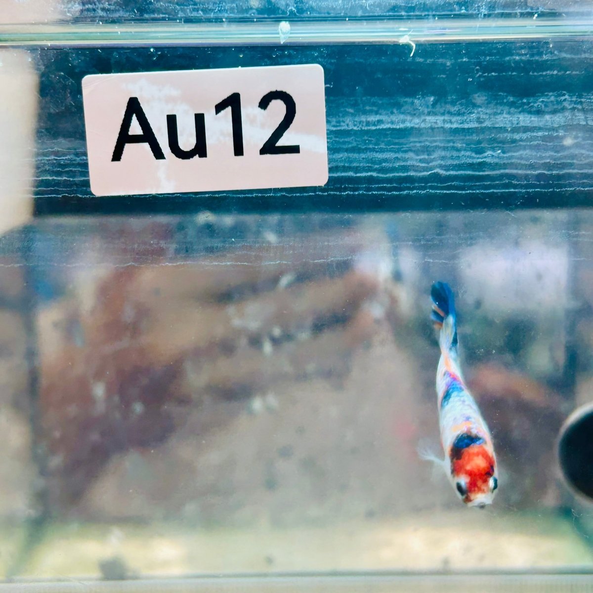 Plakat Candy Koi Female Betta #Au12