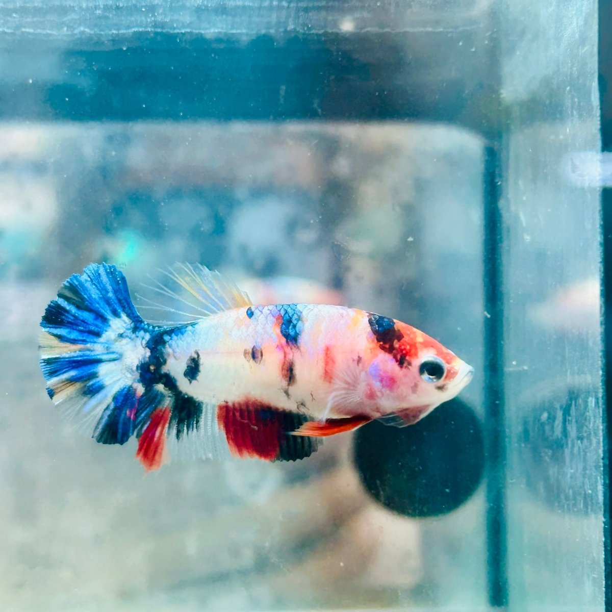 Plakat Candy Koi Female Betta #Au12