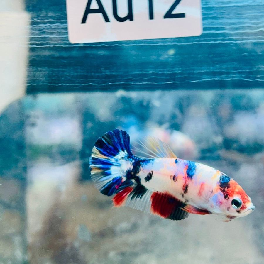 Plakat Candy Koi Female Betta Au12 Female betta