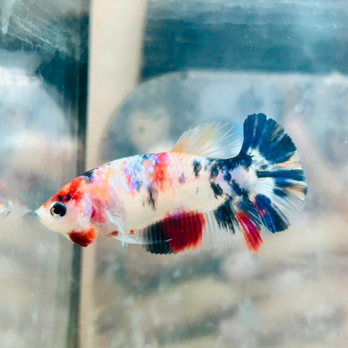 Plakat Candy Koi Female Betta #Au12