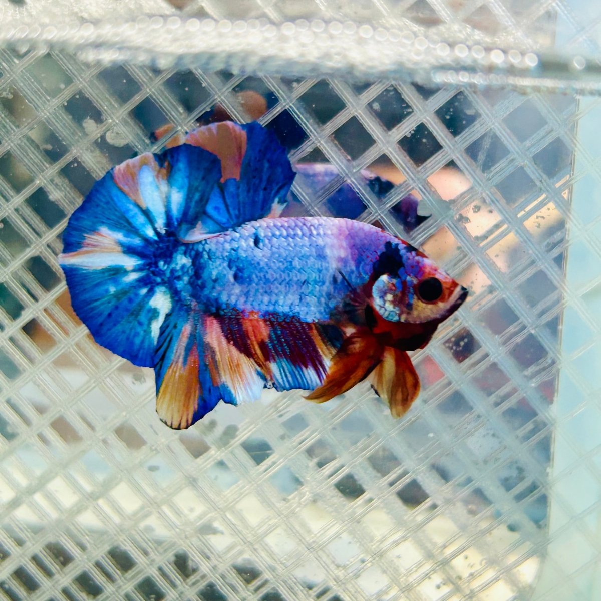Plakat Candy Koi Galaxy Male Betta #Jul02