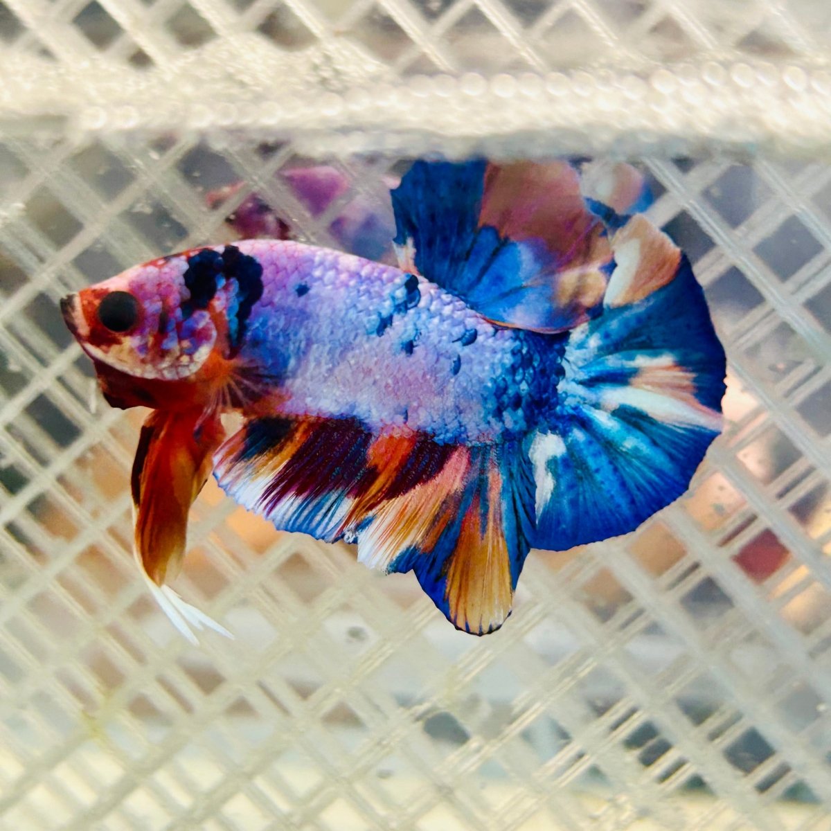 Plakat Candy Koi Galaxy Male Betta #Jul02