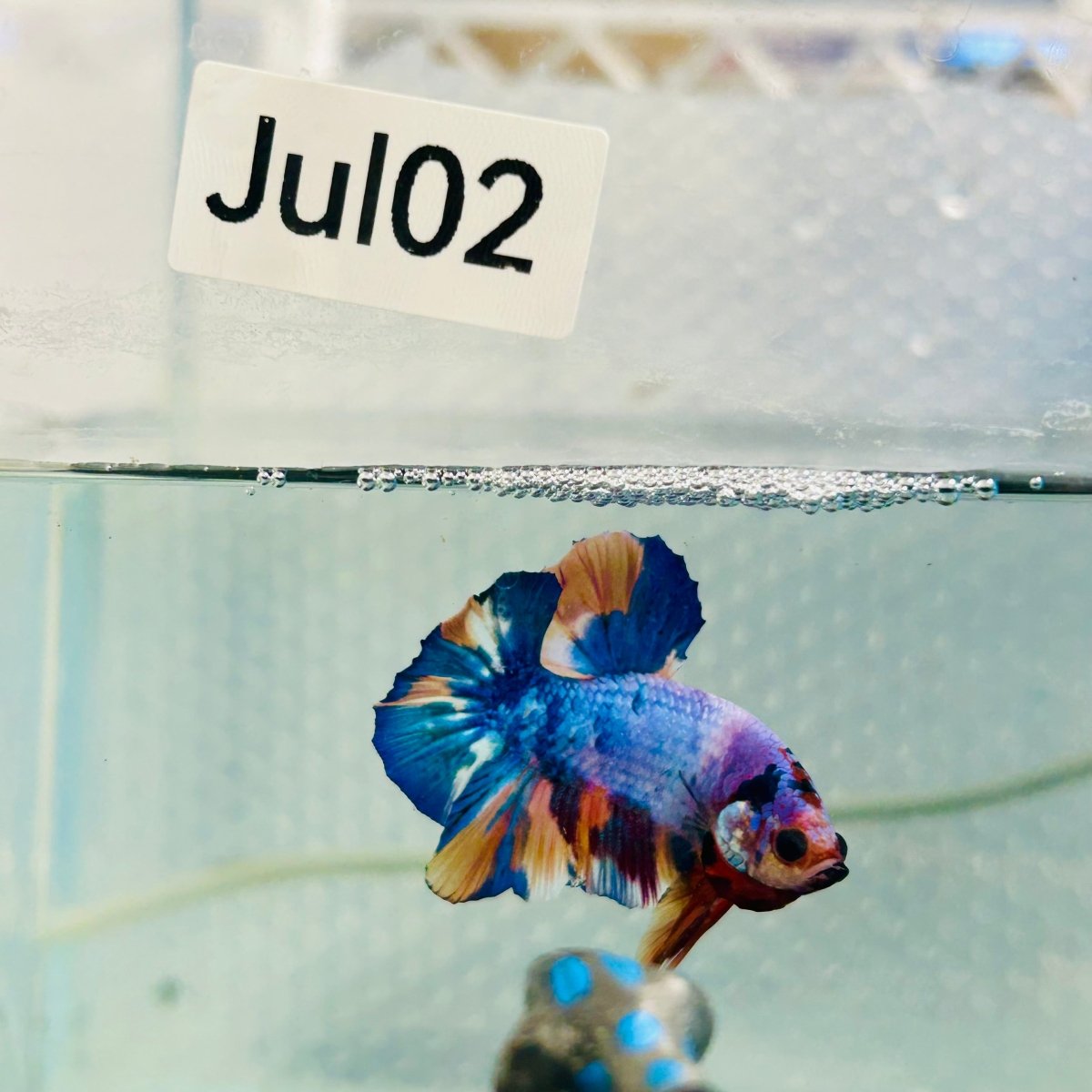 Plakat Candy Koi Galaxy Male Betta #Jul02