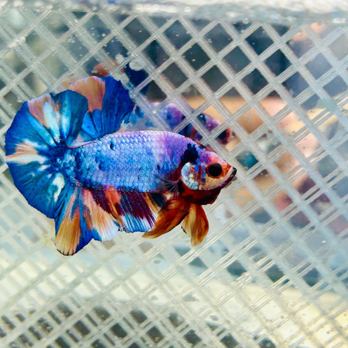 Plakat Candy Koi Galaxy Male Betta #Jul02