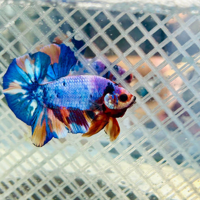 Plakat Candy Koi Galaxy Male Betta Jul02 Male betta