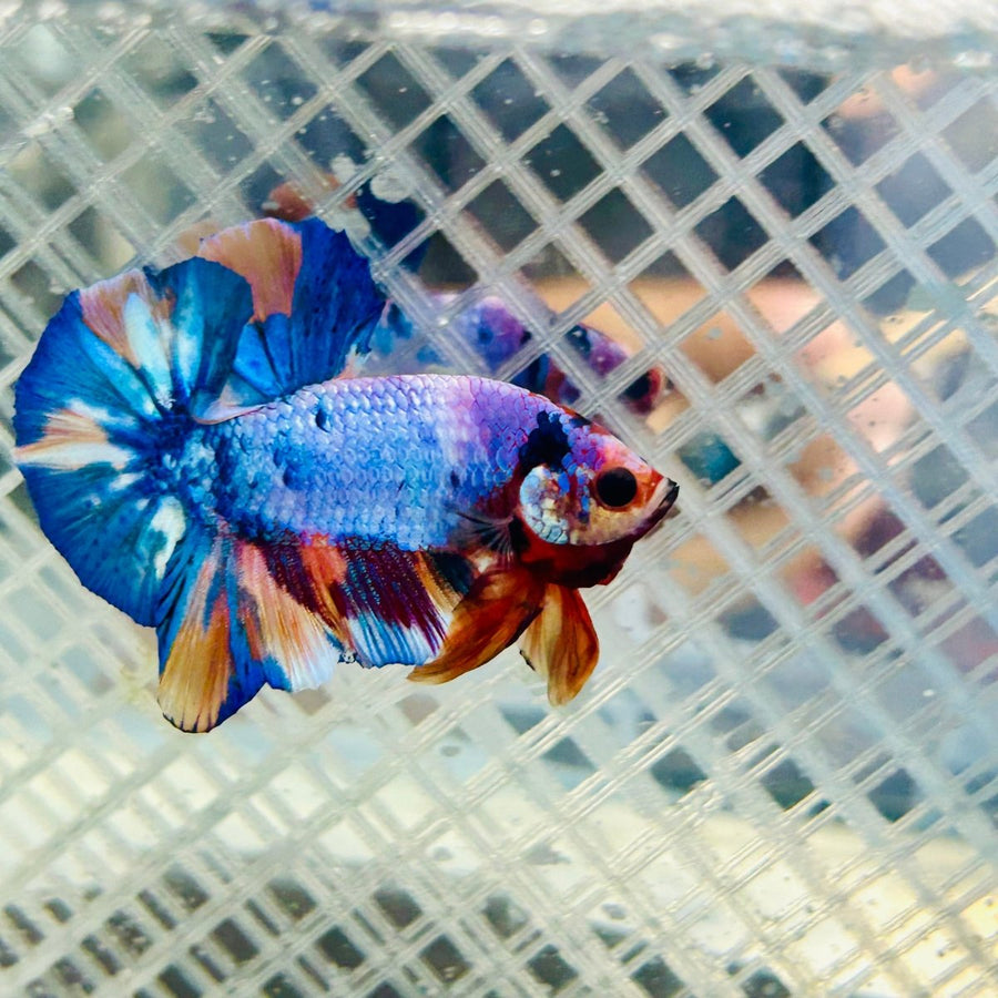 Plakat Candy Koi Galaxy Male Betta Jul02 Male betta