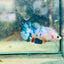 Plakat Candy Koi Metallic Female Betta 129 Female betta