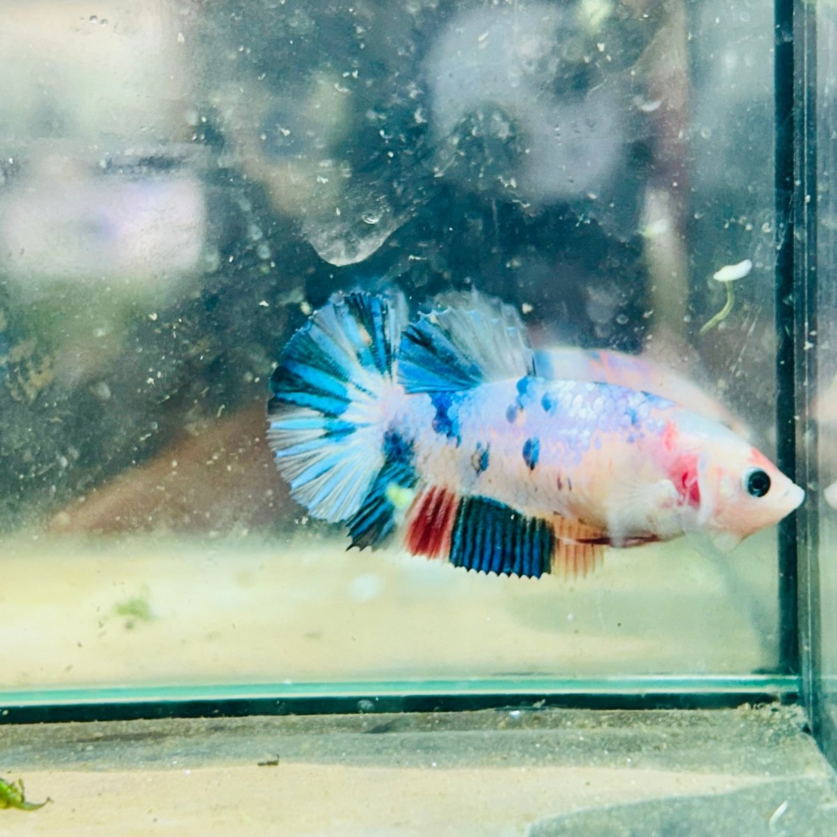 Plakat Candy Koi Metallic Female Betta 129 Female betta