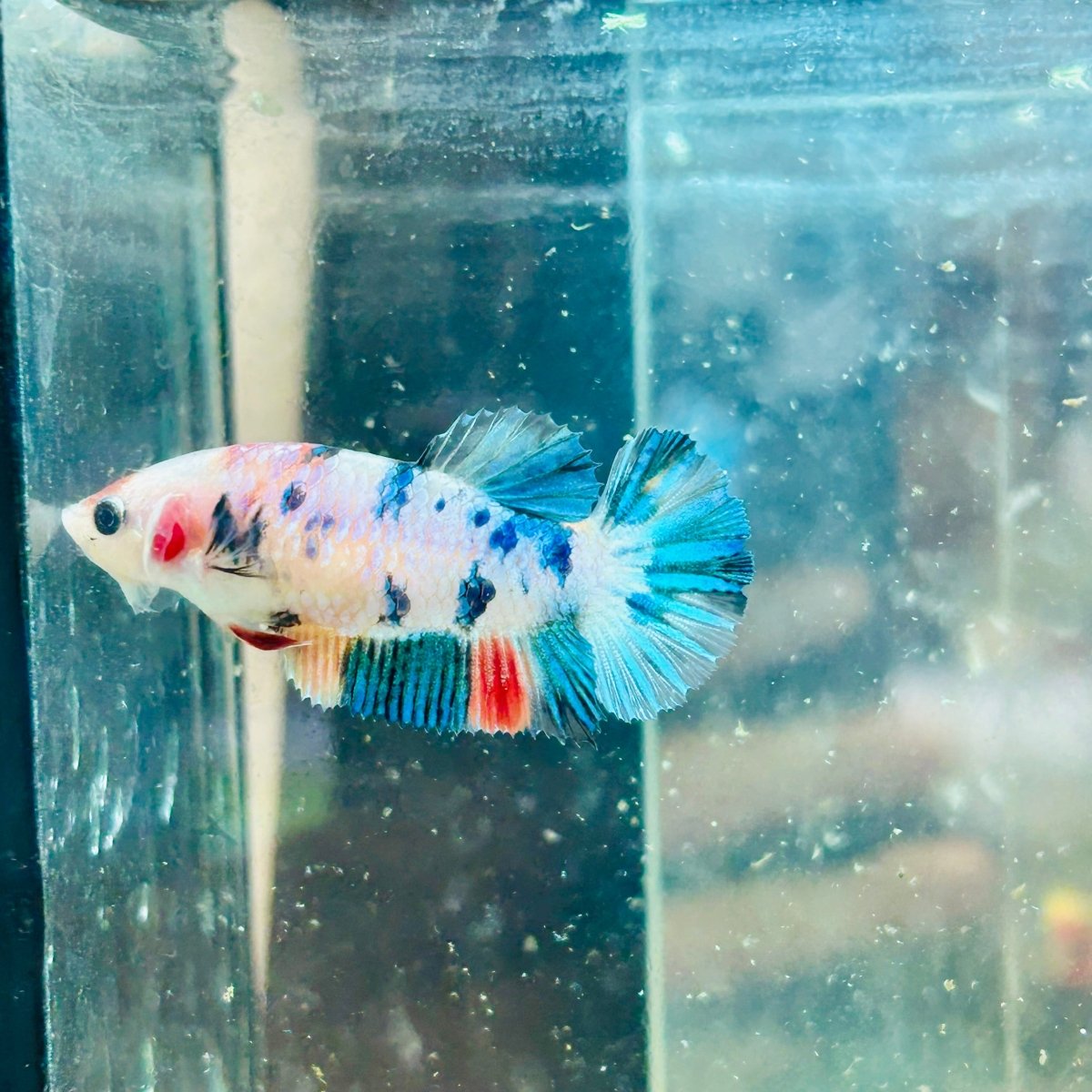 Plakat Candy Koi Metallic Female Betta 129 Female betta