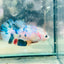 Plakat Candy Koi Metallic Female Betta 129 Female betta