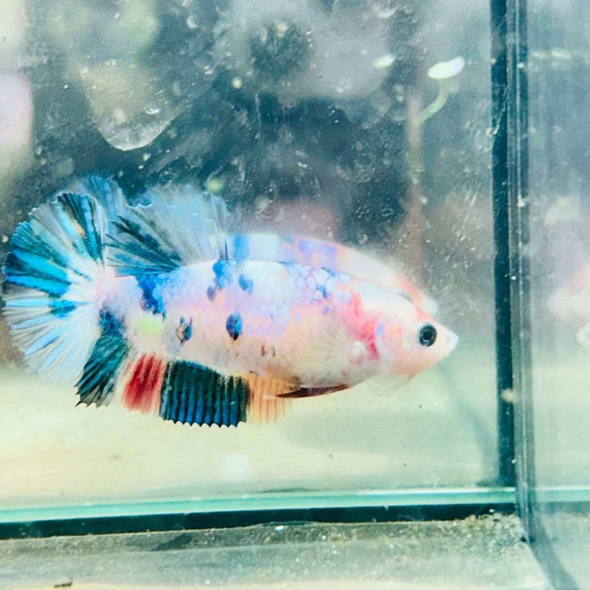Plakat Candy Koi Metallic Female Betta 129 Female betta