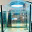 Plakat Candy Koi Metallic Female Betta 129 Female betta