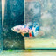 Plakat Candy Koi Metallic Female Betta 129 Female betta